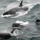 Here, a very rare photo of these beautiful animals swimming.